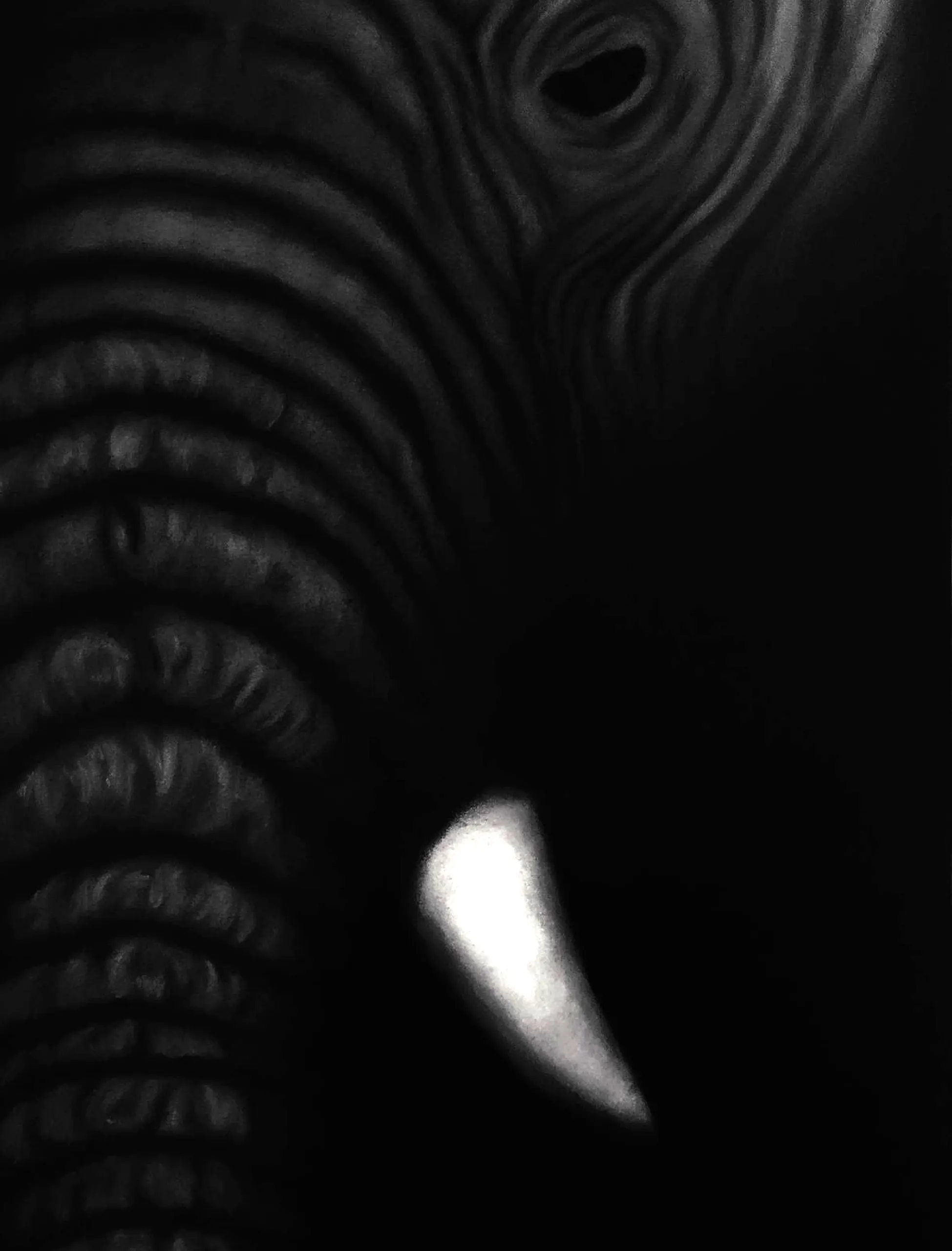 Elefante