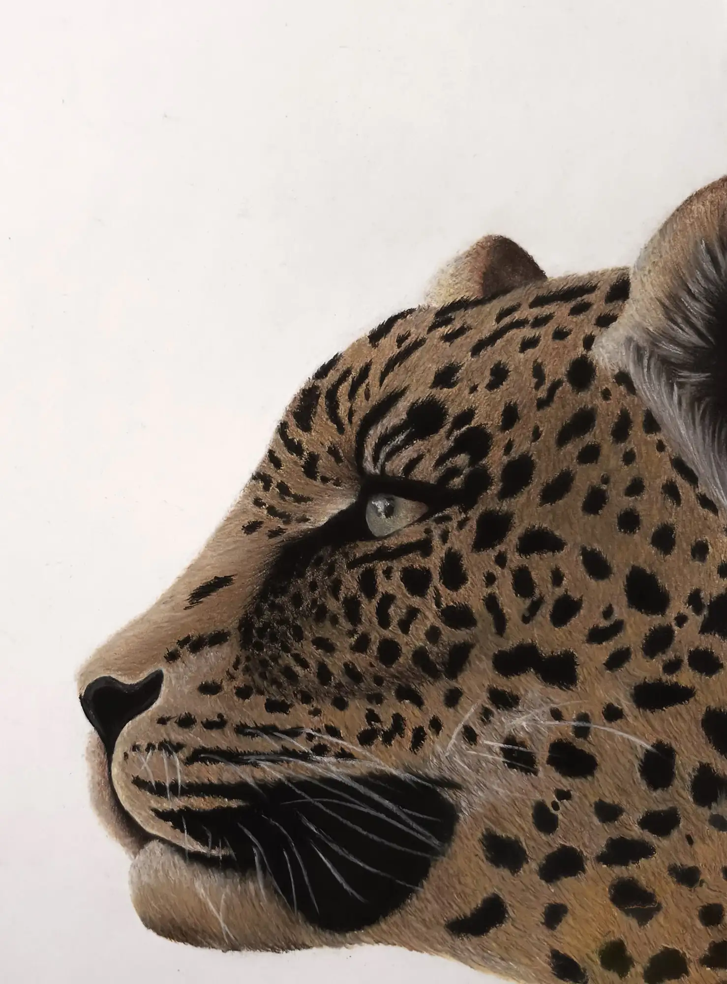 Leopardo