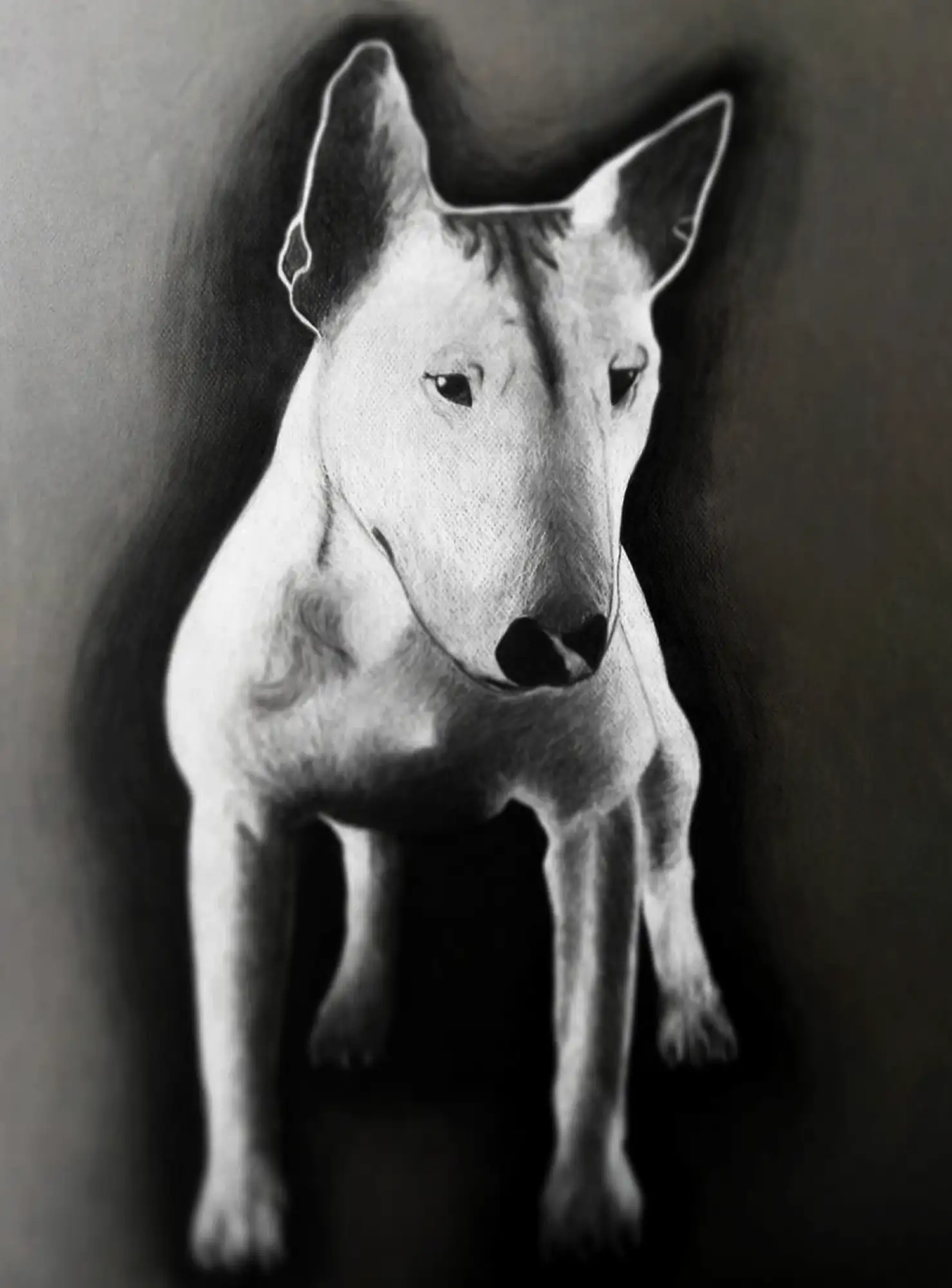 Bull Terrier